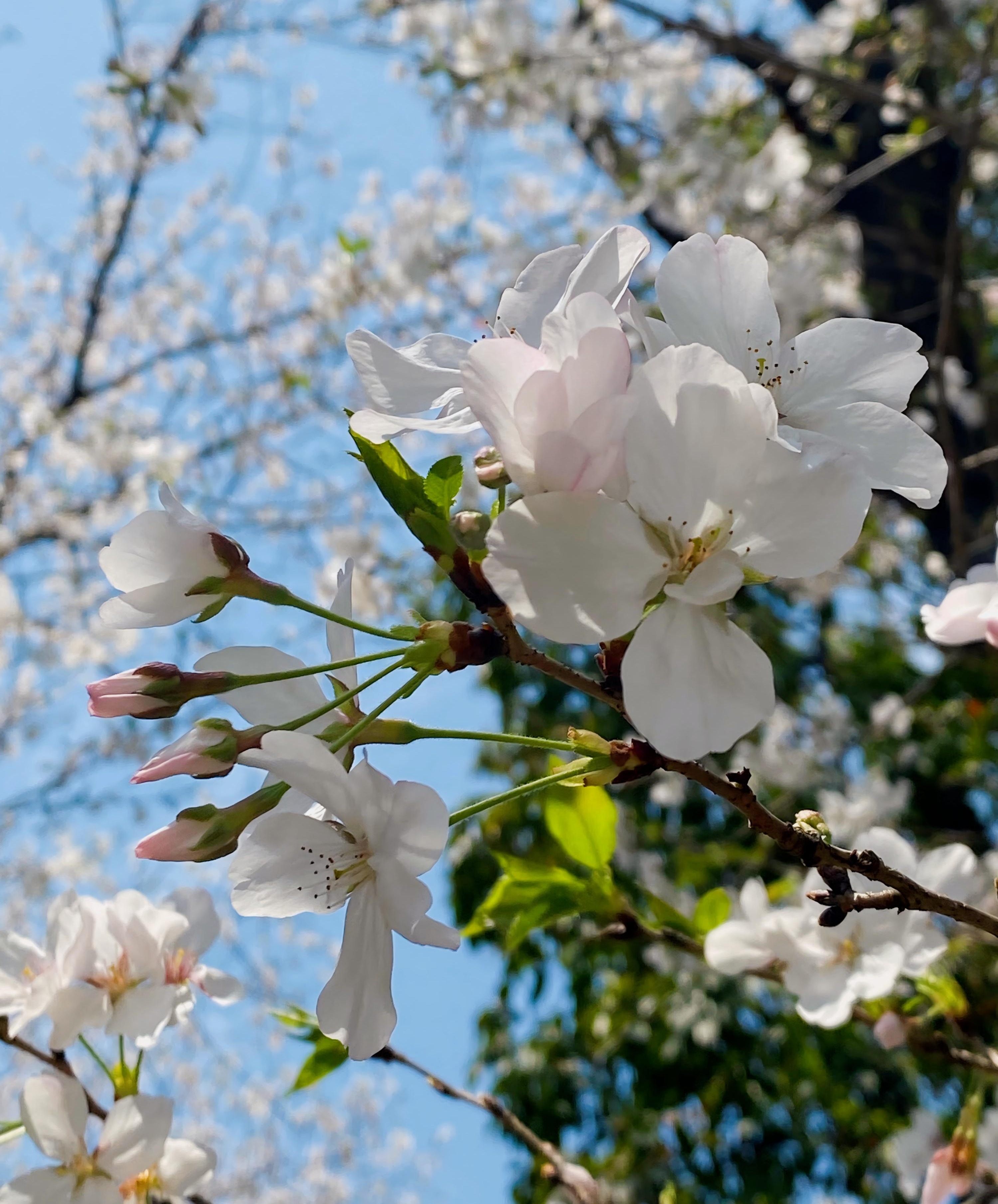 【出国留学】坚持公益助学  赓续传统美德 ——湖南大学出国留学培训基地2025“春风行动”募捐倡议书